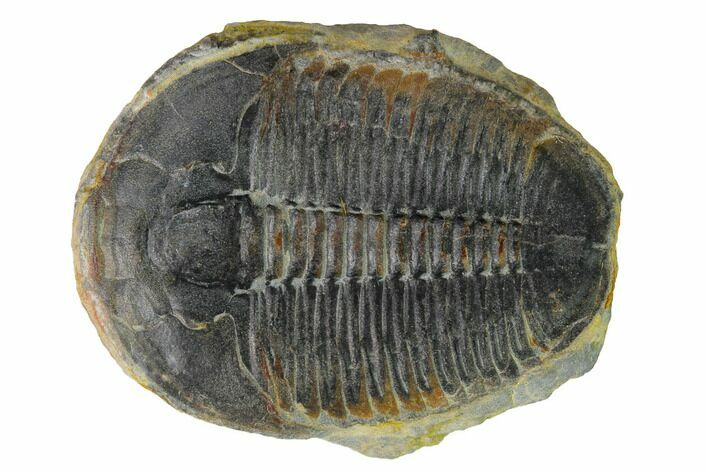 Elrathia Trilobite Fossil - Utah #169510